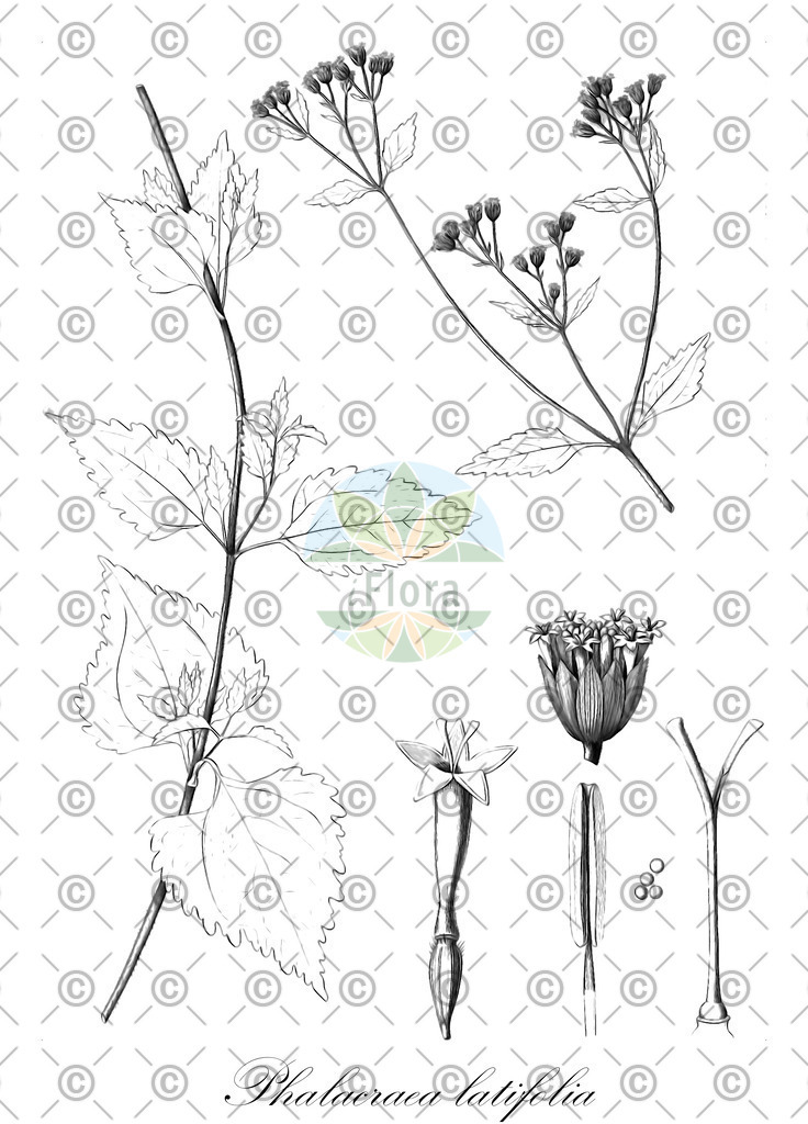 HistAbb_wfo-0000268330_1_ENZY_Simple | Historische Abbildung von Phalacraea latifolia - Asteraceae | Historical Illustration of Phalacraea latifolia - Asteraceae