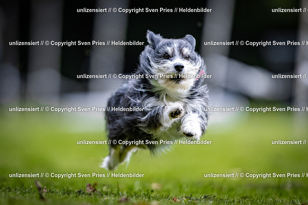 Sven Pries | 2025-10-03 - Hunderennen Obergrombach - Realisiert mit Pictrs.com