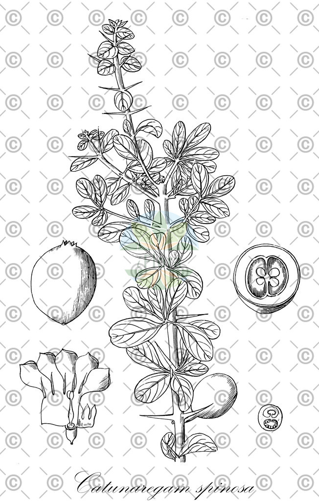 HistAbb_wfo-0000824505_2_ENZY_Simple | Historische Abbildung von Catunaregam spinosa - Rubiaceae | Historical Illustration of Catunaregam spinosa - Rubiaceae