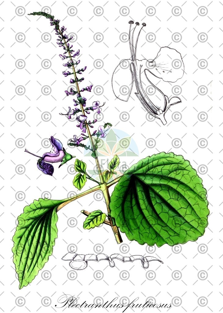 HistAbb_wfo-0001423901_1_ENZY_Simple | Historische Abbildung von Plectranthus fruticosus - Lamiaceae | Historical Illustration of Plectranthus fruticosus - Lamiaceae