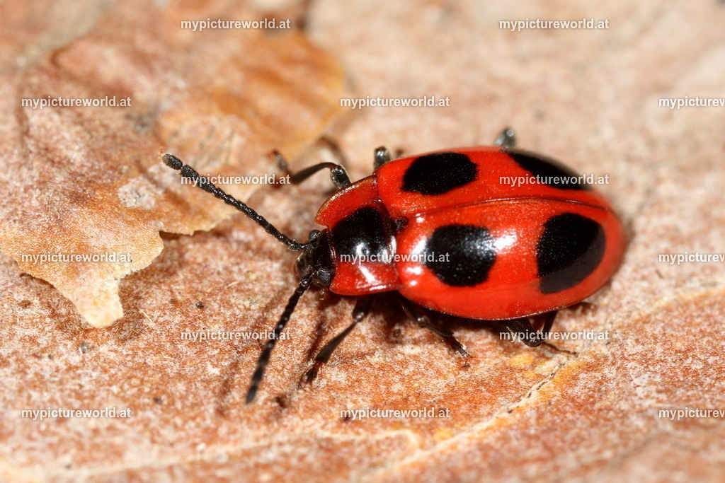 Endomychus coccineus-002 | Das Bilderarchiv über Tiere, Planzen und Landschaften. In der Bilddatenbank finden Sie ein große Auswahl an hochwertigen Bilder für Ihre Werbung - Realized with Pictrs.com