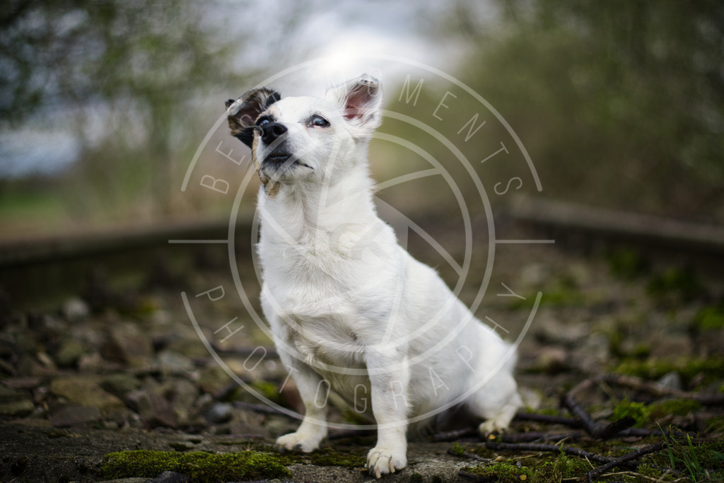 DSC_1495 | best-moments-photography - Realisiert mit Pictrs.com