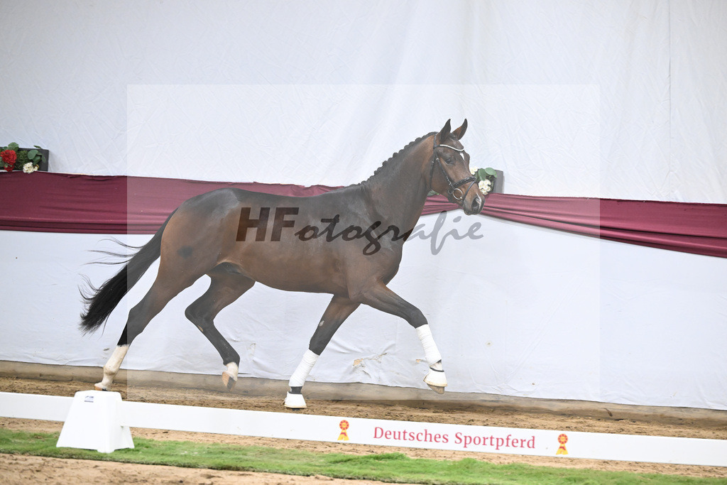 Kat-Nr. 47 Taurus x Floriscount_Thomas Casper u Horst Eulich_47251671 | hf-fotografie - Realizzato con Pictrs.com
