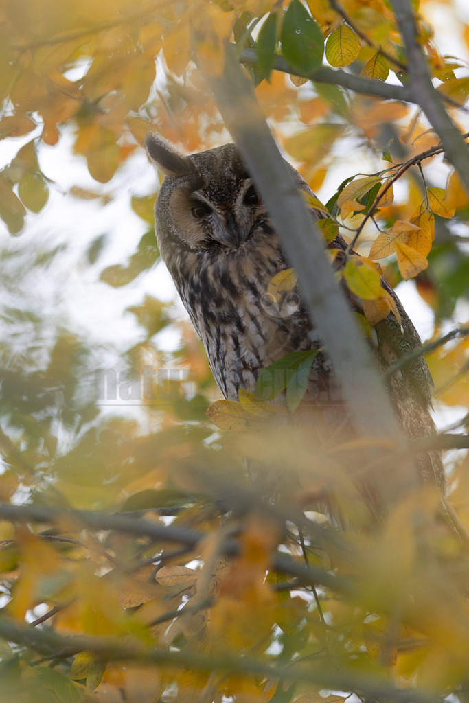 R5M25618_20251102 | Eine Waldohreule (Asio otus) sitzt aufmerksam in einem Baum, teilweise verdeckt von den herbstlich gefärbten Blättern in Gelb- und Grüntönen. Ihr braun-weiß gestreiftes Gefieder bietet eine gute Tarnung im Geäst. Die Eule blickt leicht nach unten, ihre charakteristischen Federohren sind deutlich zu erkennen. Es ist keine spezifische Interaktion erkennbar, die Eule scheint zu ruhen oder ihre Umgebung zu beobachten. - Realisiert mit Pictrs.com