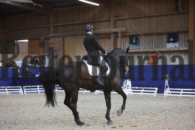 Zeutern_2024_Prfg.Nr.04_Inter I_Jerome schaack_Happy Harley (14) | Alle Fotos der Reiterjournal Fotografin Doris Matthaes im Reiterjournal Online-Fotoshop. - Realisiert mit Pictrs.com