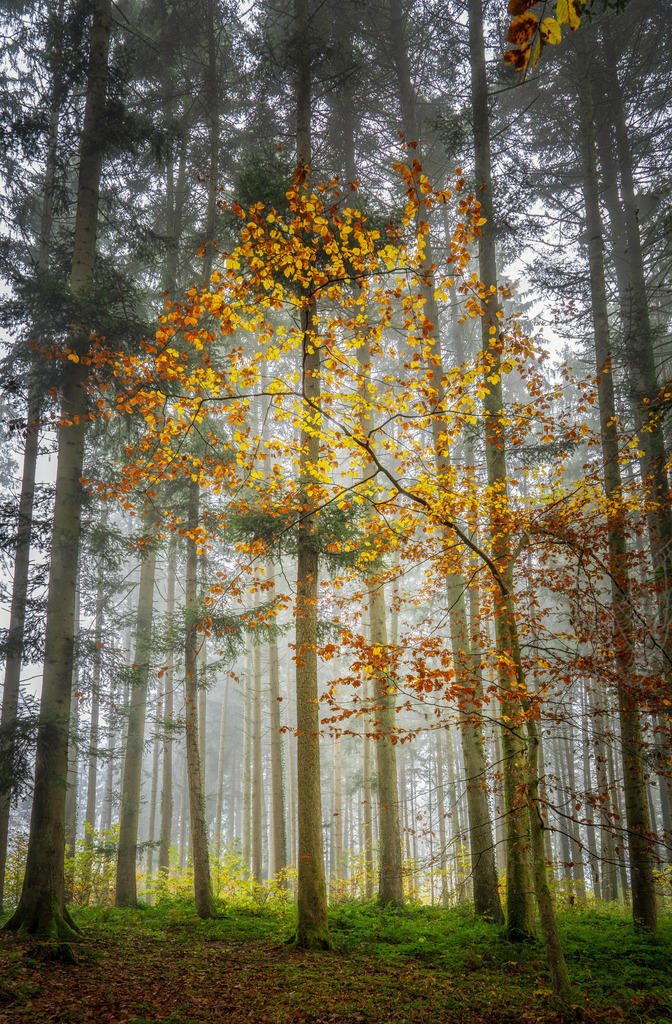 Farbtupfer im Herbstwald 2 | Wunderschöner Ast - Realisiert mit Pictrs.com