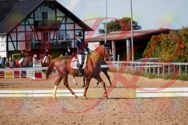 2026_10_03_Siefer-Hof_123646_Z63_54367636 | Professionelle Reitsport-, Turnier- und Eventfotografie von Robert Broda. Galerien mit ausgewählten und bearbeiteten Bildern direkt online ansehen und bestellen.