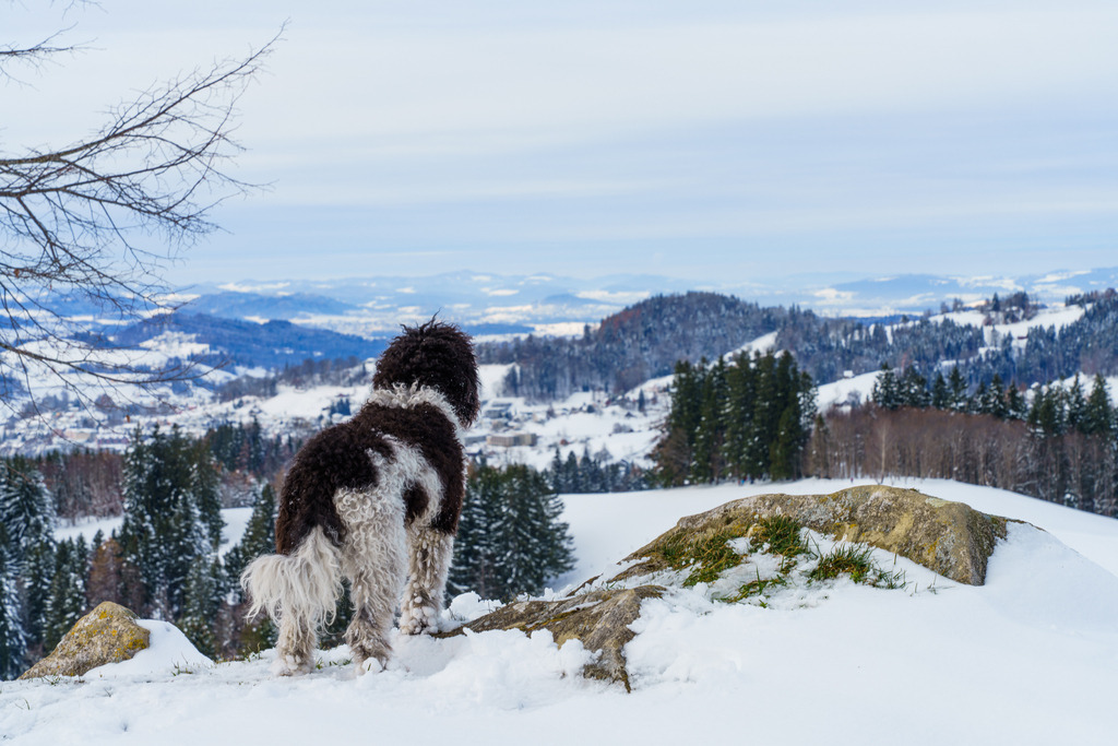 2021_12_12 BRM05081 | bridgeman - Realisiert mit Pictrs.com