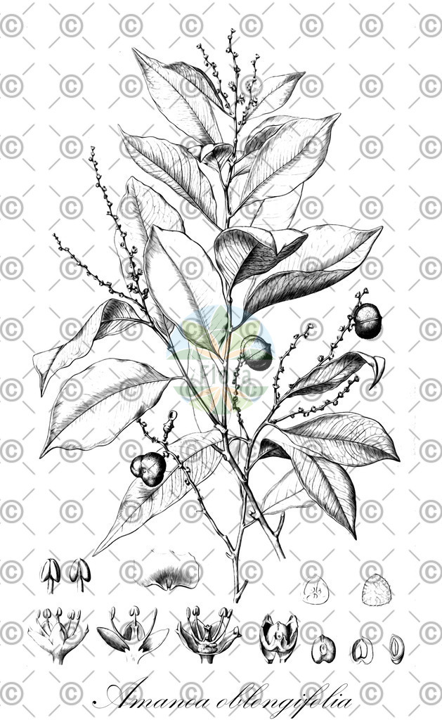 HistAbb_wfo-0000957983_1_ENZY_Simple | Historische Abbildung von Amanoa oblongifolia - Phyllanthaceae | Historical Illustration of Amanoa oblongifolia - Phyllanthaceae