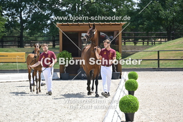 29_Van Vermeer - Vilancio_935_2482 | Björn Schroeder Pferdefotografie