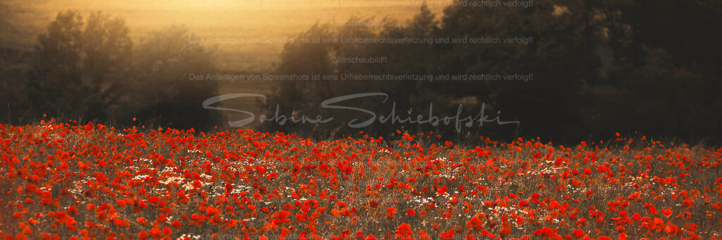 Mohnblüte im Abendlicht - Panorama Format | Exklusive Naturfotografie für stilvolle Wanddekoration ★ Premium Wandbilder Made in Germany ✔️ FineArt Drucke & Downloads ✔️ Brillante Farben, höchste Qualität & weltweiter Versand ✔️ - Realisiert mit Pictrs.com