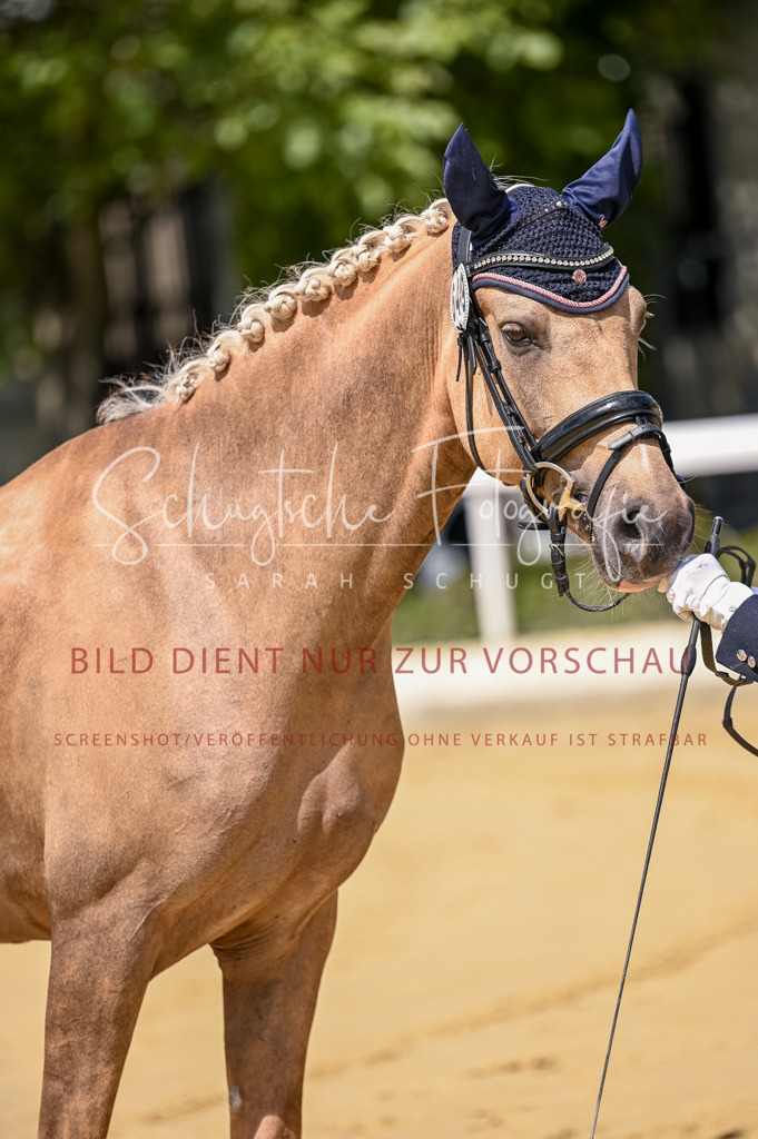 Schugtsche-Aluta25-48.Reitpferfdeprf.-65 | Schugtsche Fotografie - Realisiert mit Pictrs.com