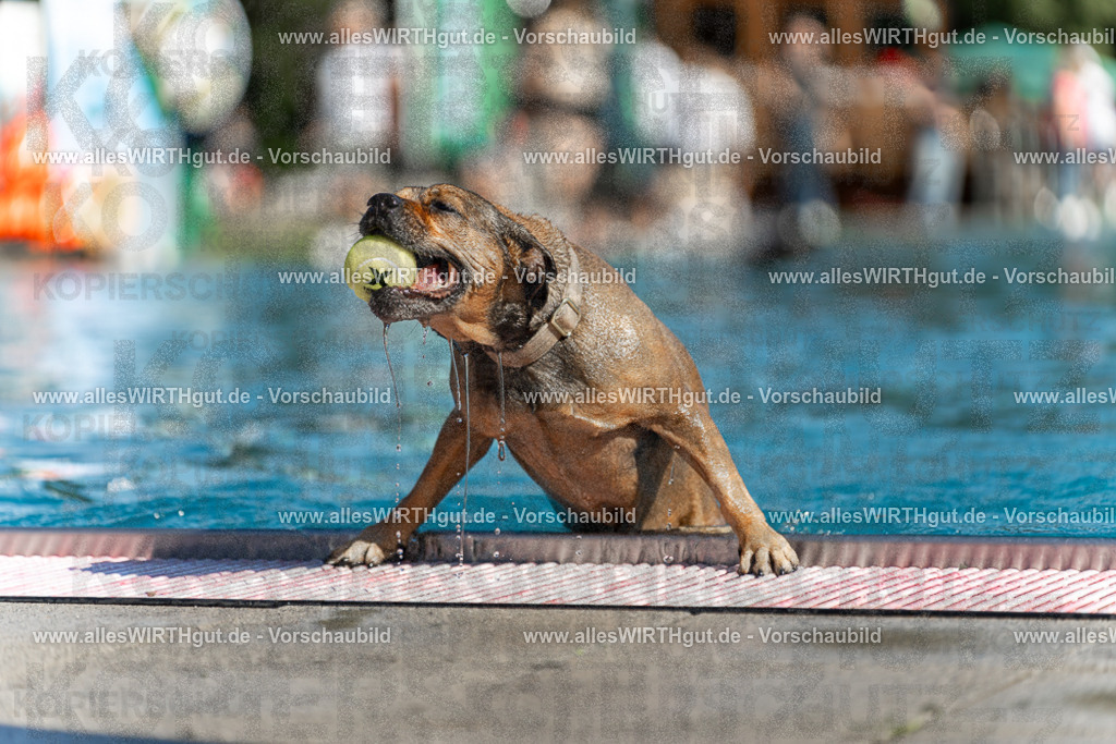 Hundeschwimmen_Volksbad_2026-allesWIRTHgut_Tierfotografie-2609061124-103430-7R509637 | Professionelle Tierfotografie in Mönchengladbach von Daniel Wirth (allesWIRTHgut). Liebevolle & natürliche Bilder von Hunden & Katzen für unvergessliche Erinnerungen.