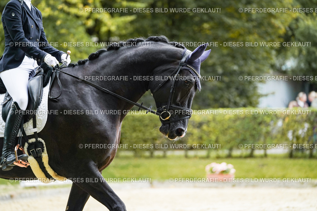 DSC06588 | Pferdegrafie