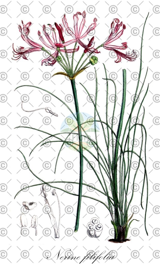 HistAbb_wfo-0000251577_1_ENZY_Simple | Historische Abbildung von Nerine filifolia - Amaryllidaceae | Historical Illustration of Nerine filifolia - Amaryllidaceae