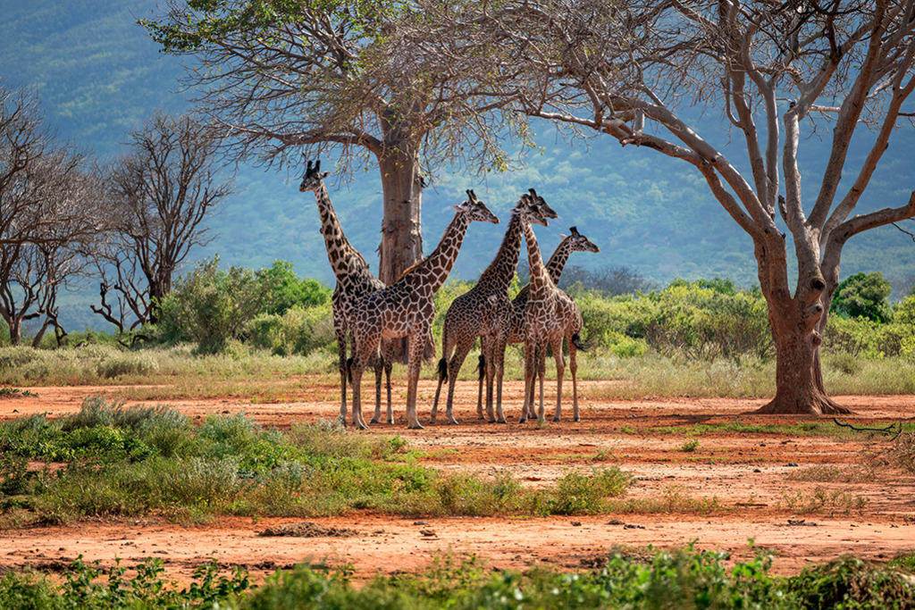 Giraffen im Tsavo-Nationalpark | Kenia | Premium-Wandbild von justsomewhere.com: Eine Gruppe von Giraffen steht auf der charakteristischen roten Erde im Tsavo-Nationalpark in Kenia. - Realisiert mit Pictrs.com
