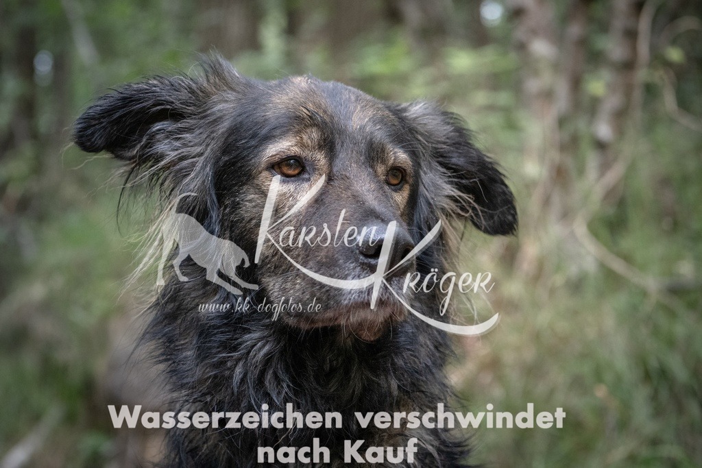 1244_ZZ90587T | kk-dogfotos