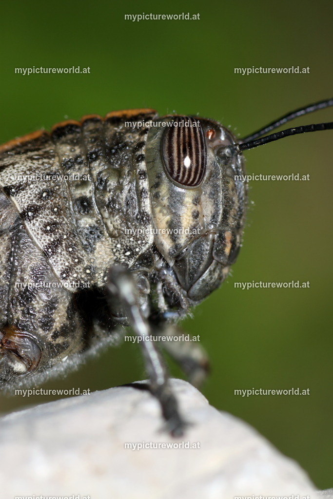 Anacridium aegyptium-003 | Das Bilderarchiv über Tiere, Planzen und Landschaften. In der Bilddatenbank finden Sie ein große Auswahl an hochwertigen Bilder für Ihre Werbung - Realisiert mit Pictrs.com