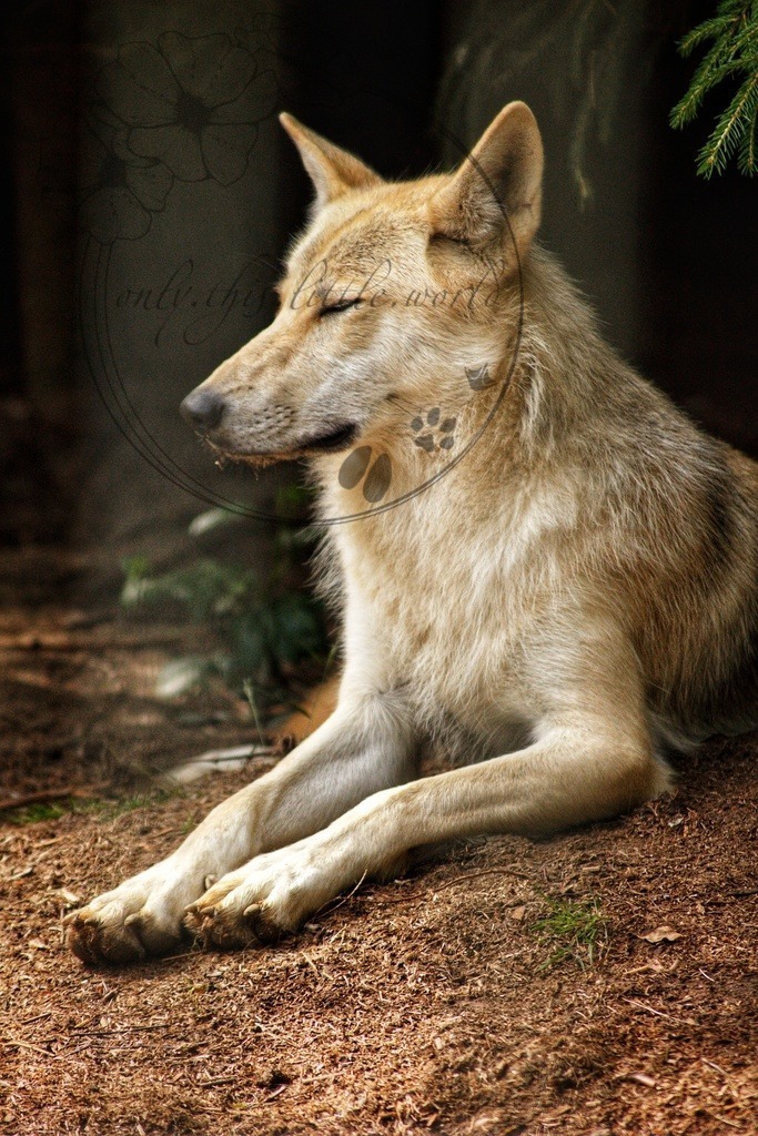 Müder Wolf  | Die genaue Art des Wolfes ist mir leider unbekannten und konnte ich noch nicht gewissenhaft zuordnen.  - Realisiert mit Pictrs.com