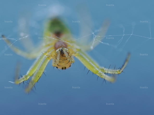 Kürbisspinne (Araniella cucurbitina) | Inanta - Realisiert mit Pictrs.com