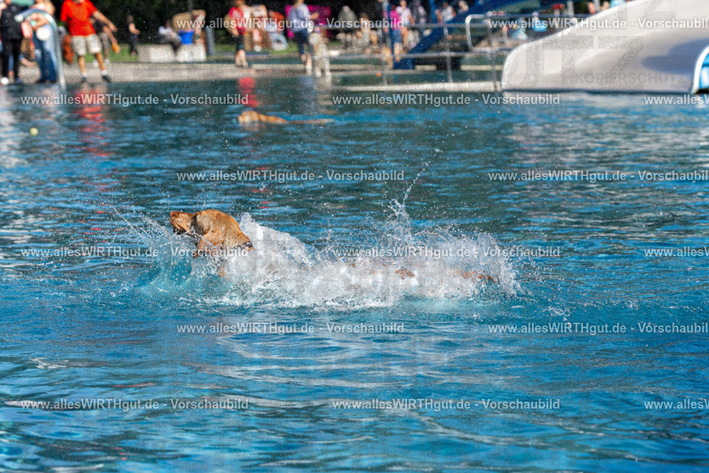 Hundeschwimmen_Volksbad_2026-allesWIRTHgut_Tierfotografie-2609061121-FAY06207 | Professionelle Tierfotografie in Mönchengladbach von Daniel Wirth (allesWIRTHgut). Liebevolle & natürliche Bilder von Hunden & Katzen für unvergessliche Erinnerungen.