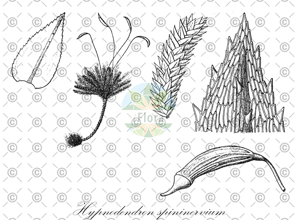 HistAbb_wfo-0000216326_1_ENZY_Simple | Historische Abbildung von Hypnodendron spininervium - Spiridentaceae | Historical Illustration of Hypnodendron spininervium - Spiridentaceae