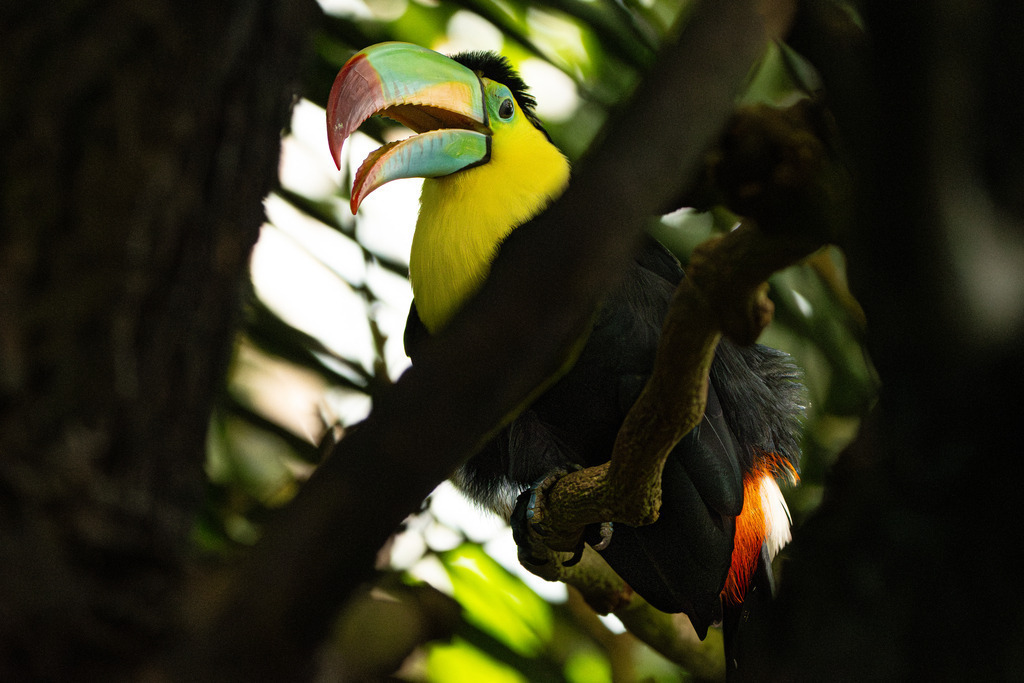 Tukan | Holzisphotography, Landschaftsfotografie, Wildlifefotogorafie - Realisiert mit Pictrs.com