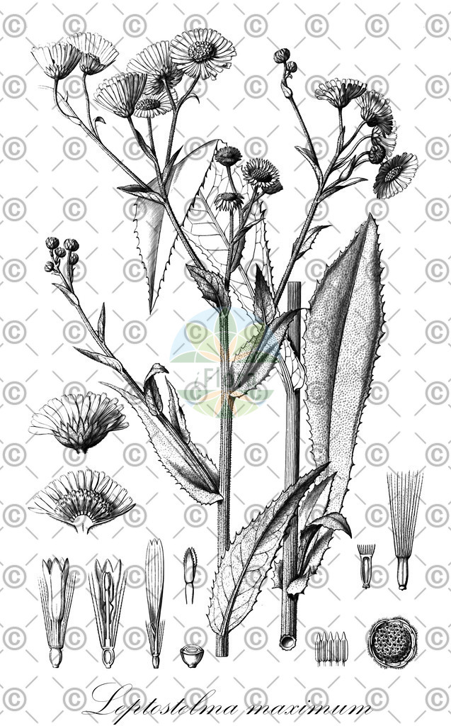 HistAbb_wfo-1000018810_1_ENZY_Simple | Historische Abbildung von Leptostelma maximum - Asteraceae | Historical Illustration of Leptostelma maximum - Asteraceae