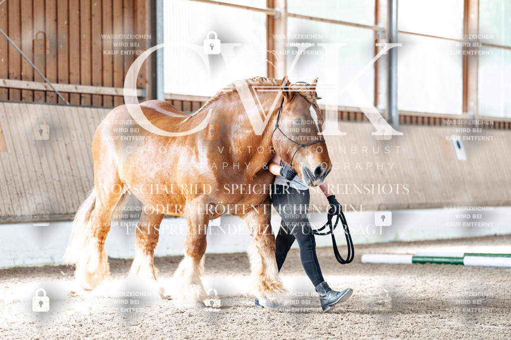 CK905429 | Turnierfotografie Pferdefotografie Trier Rheinland-Pfalz Pferdesport Reitsport Tierfotografie Sportfotografie Pferdevideo Pferdevideografie Equestrianvideography equestrianphotography  - Realisiert mit Pictrs.com