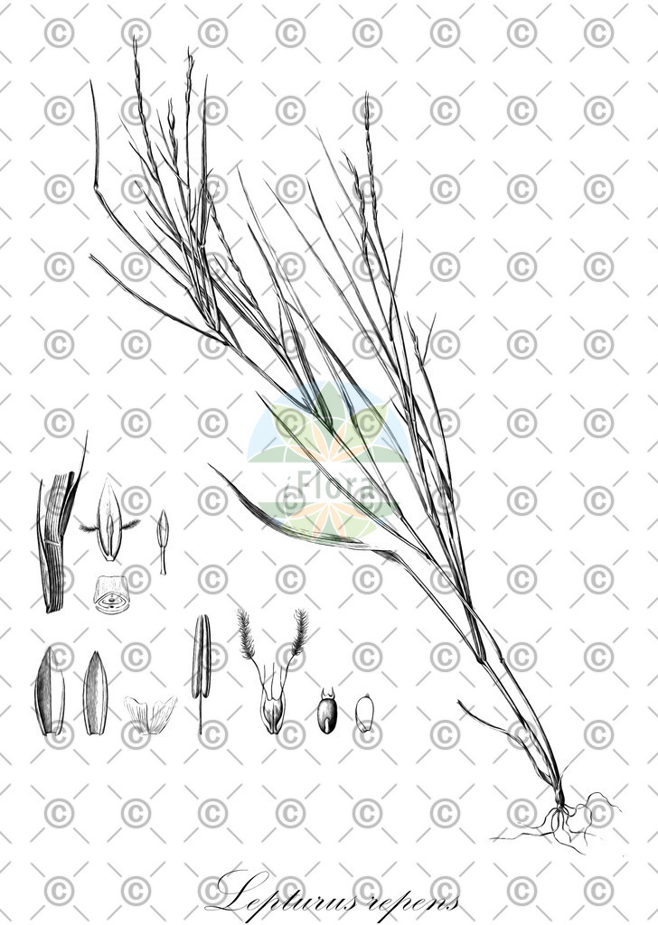HistAbb_wfo-0001212889_1_ENZY_Simple | Historische Abbildung von Lepturus repens - Poaceae | Historical Illustration of Lepturus repens - Poaceae