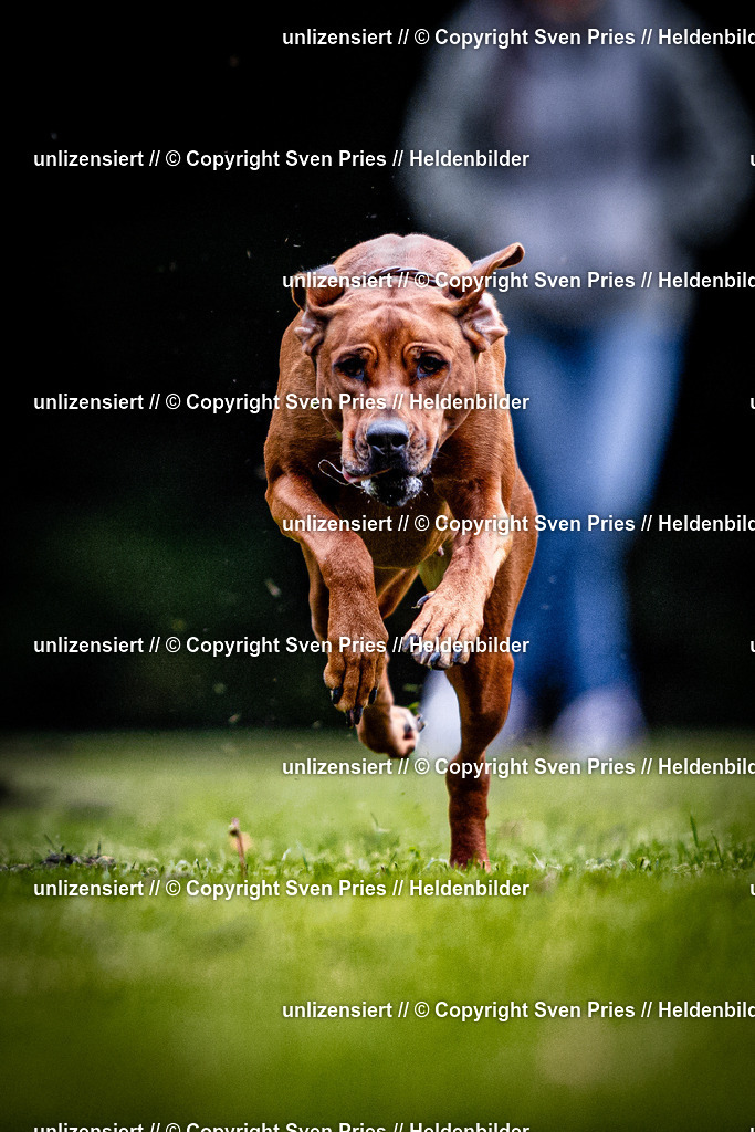 Sven Pries | 2025-10-03 - Hunderennen Obergrombach - Realisiert mit Pictrs.com