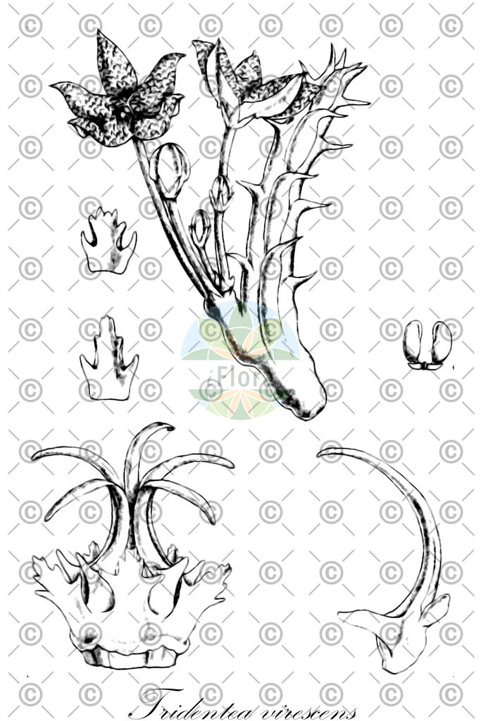 HistAbb_wfo-0001298915_1_ENZY_Simple | Historische Abbildung von Tridentea virescens - Apocynaceae | Historical Illustration of Tridentea virescens - Apocynaceae