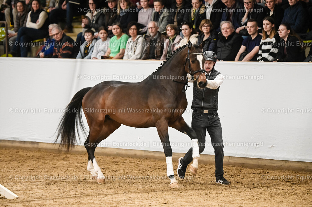 20260307_Hengstvorstellung-Marbach_0093 | equistock