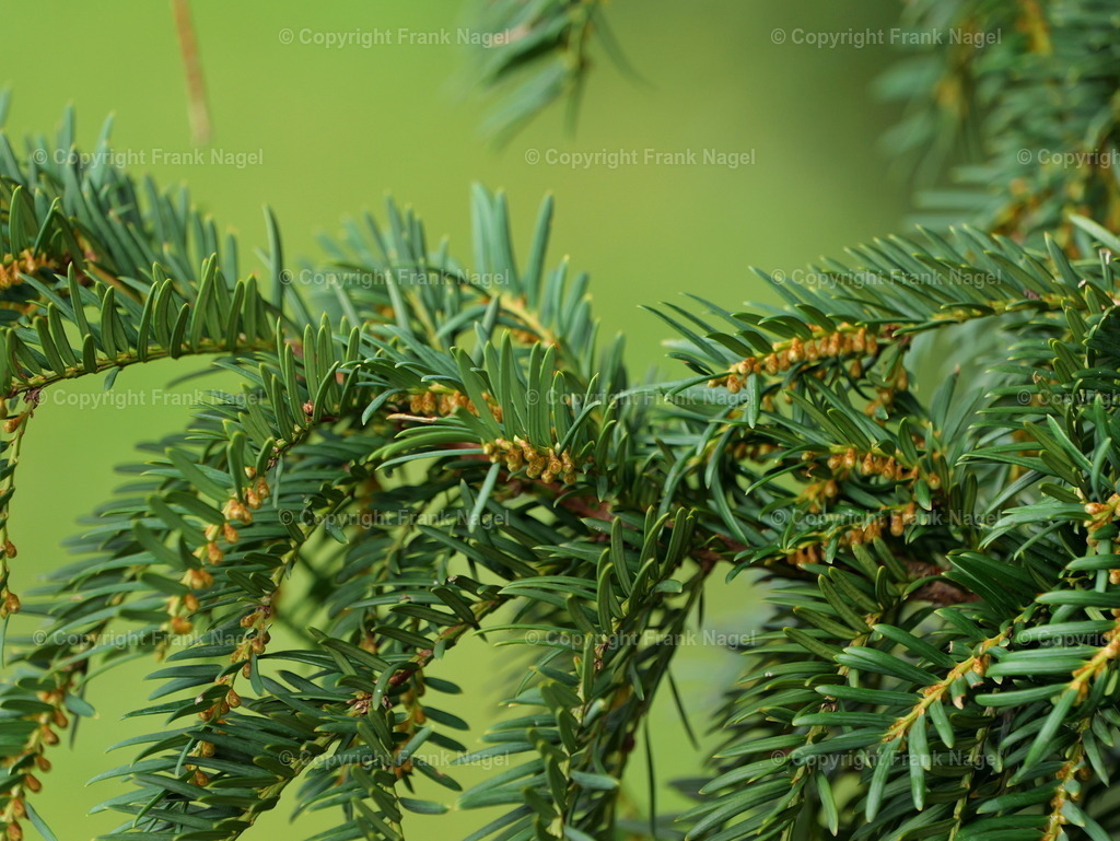 P1006541-Tanne_2a | dataxp - Realisiert mit Pictrs.com