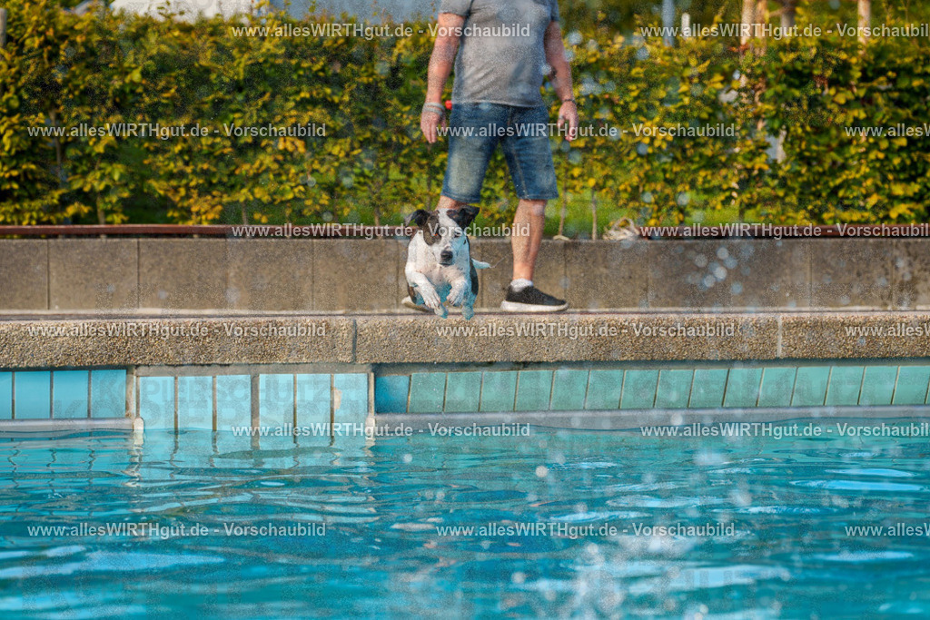 Hundeschwimmen_Grefrath_2026-allesWIRTHgut_Tierfotografie-15_08-7R509282 | Professionelle Tierfotografie in Mönchengladbach von Daniel Wirth (allesWIRTHgut). Liebevolle & natürliche Bilder von Hunden & Katzen für unvergessliche Erinnerungen.
