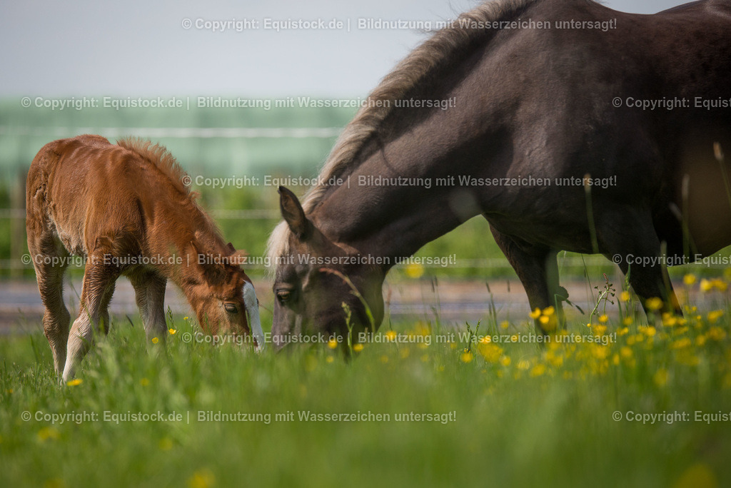 20160504_Fohlen_0049 | Foto: Thomas Hartig