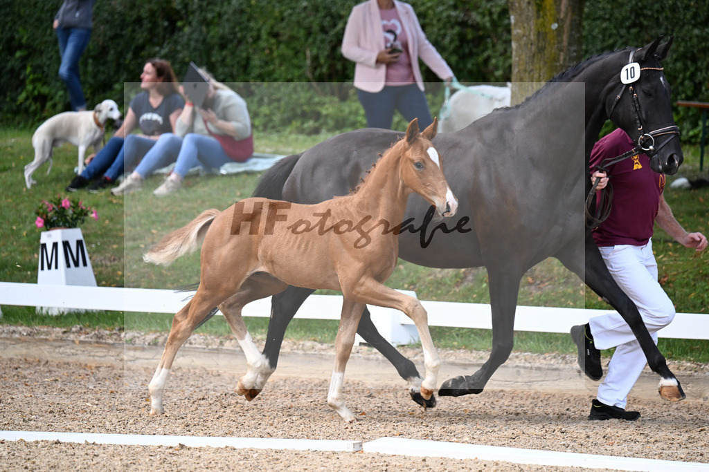 Kat-Nr. 10 Feliciano x Le Vivaldi_HF_Eder_29250358 | hf-fotografie - Realizzato con Pictrs.com