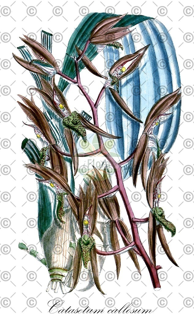 HistAbb_wfo-0000816285_2_ENZY_Simple | Historische Abbildung von Catasetum callosum - Orchidaceae | Historical Illustration of Catasetum callosum - Orchidaceae