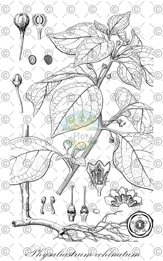 HistAbb_wfo-0001024926_2_ENZY_Simple | Historische Abbildung von Physaliastrum echinatum - Solanaceae | Historical Illustration of Physaliastrum echinatum - Solanaceae