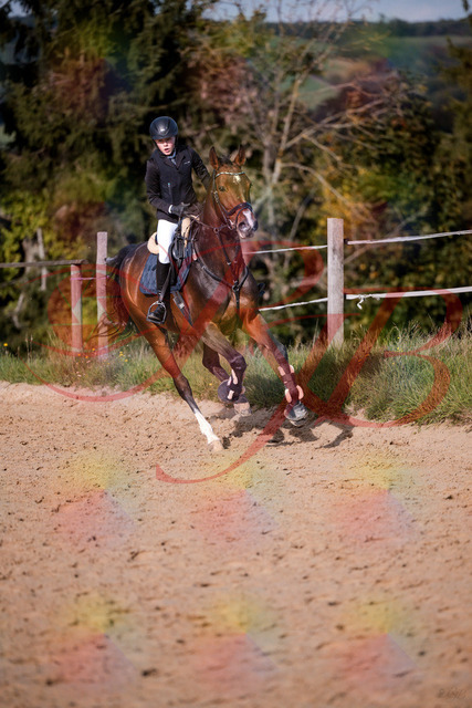 2026_10_03_Siefer-Hof_160012_Z81_80952161 | Professionelle Reitsport-, Turnier- und Eventfotografie von Robert Broda. Galerien mit ausgewählten und bearbeiteten Bildern direkt online ansehen und bestellen.
