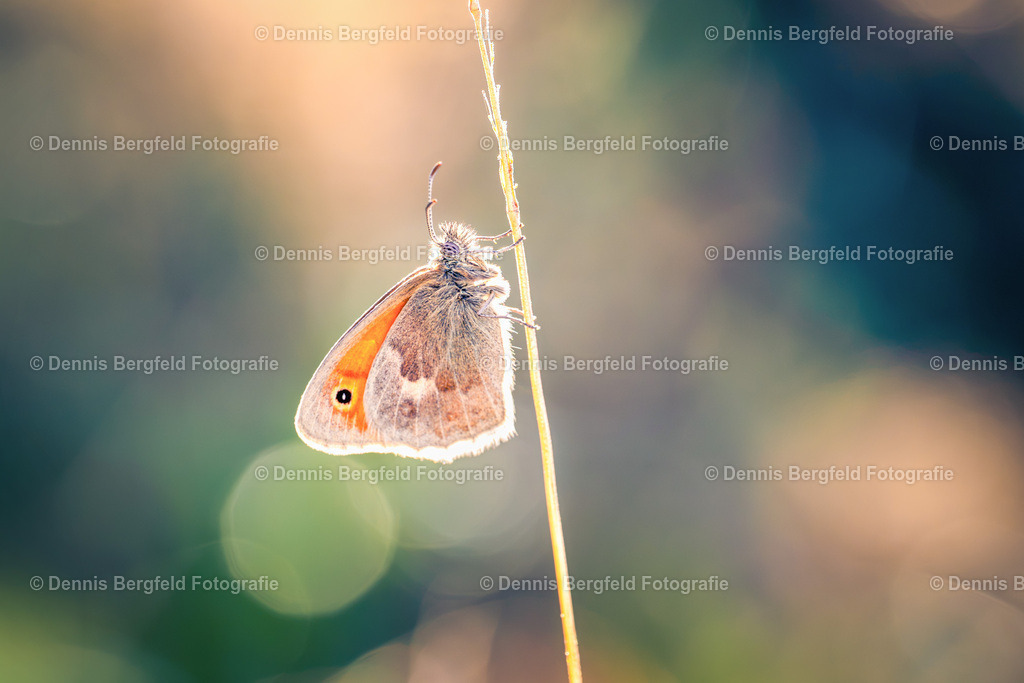 Schmetterling im Morgenlicht | Entdecken Sie Natur, Makro und Tierfotografie von Dennis Bergfeld.Besondere Momente und Details der Natur, hochwertig als Foto und Wandbild erhältlich. - Realisiert mit Pictrs.com