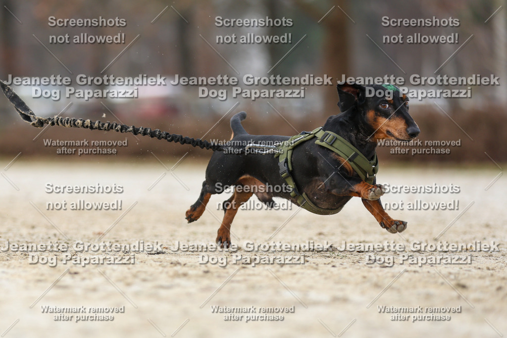 Dog Paparazzi - Strongdog North Mrz26-4547 | Dog Paparazzi Jeanette Grottendiek Fotografie & Videografie - Realisiert mit Pictrs.com