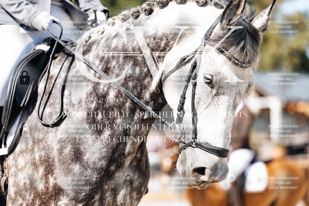 CK909011 | Turnierfotografie Pferdefotografie Trier Rheinland-Pfalz Pferdesport Reitsport Tierfotografie Sportfotografie Pferdevideo Pferdevideografie Equestrianvideography equestrianphotography  - Realisiert mit Pictrs.com