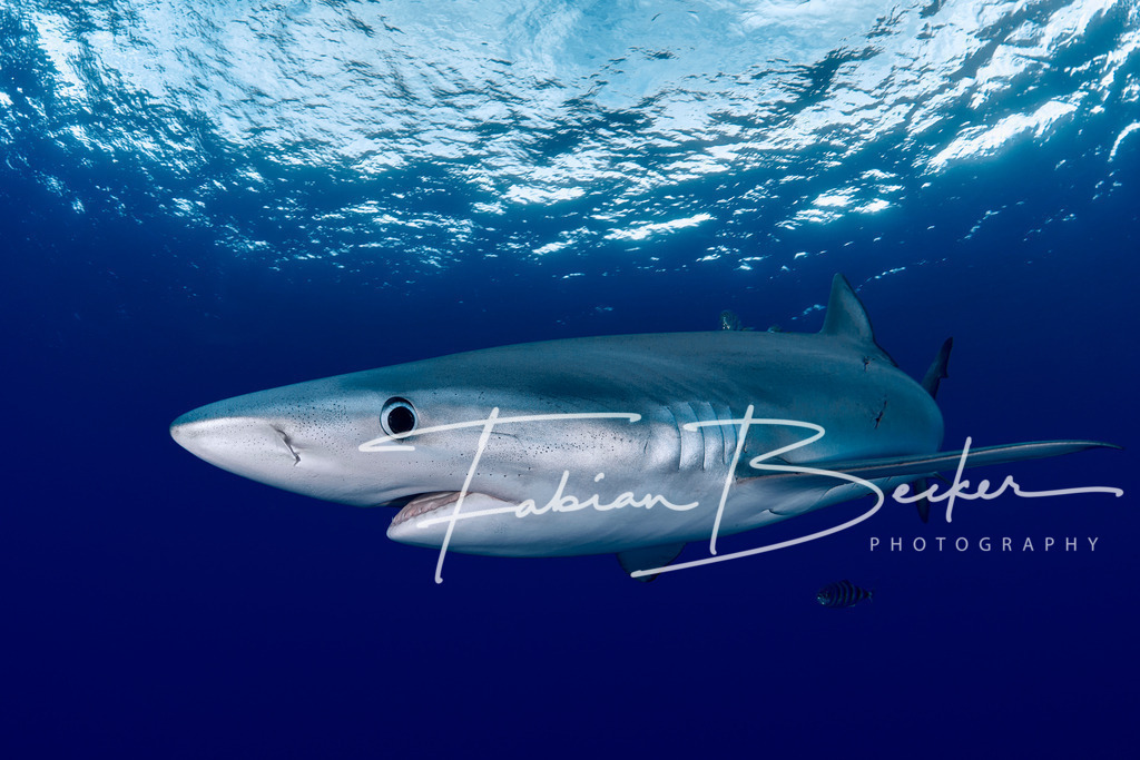 Auge In Auge | Einzigartige Wandbilder von faszinierenden Unterwasserwelten. Exklusive Kunst für Empfangsbereiche, Wohnraum oder Wartezimmer. - Realisiert mit Pictrs.com