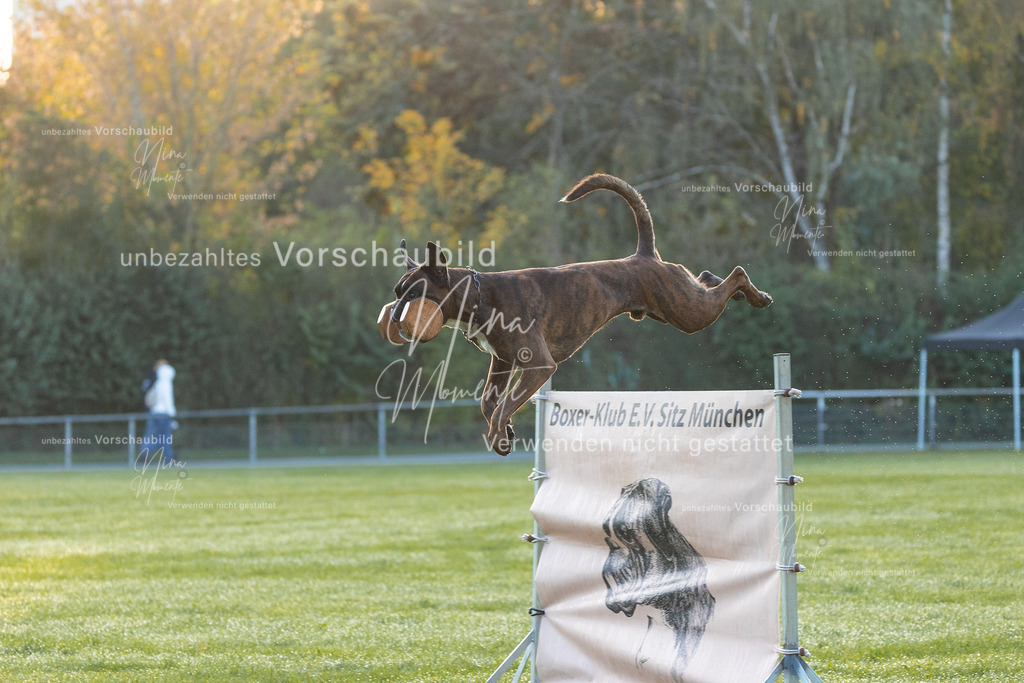 _16A5952 | Einzigartige Fotos von Hunden & Menschen –Actionfotos, Portraits, Vereinsaufnahmen & Paarshootings – authentisch, lebendig & mit Herz.