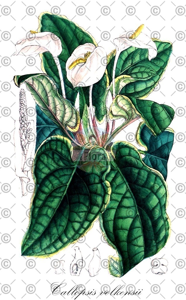 HistAbb_wfo-0000778748_1_ENZY_Simple | Historische Abbildung von Callopsis volkensii - Araceae | Historical Illustration of Callopsis volkensii - Araceae
