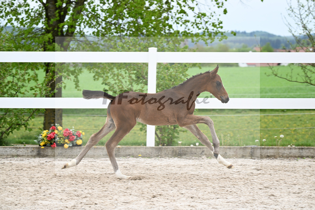 Kat-Nr. 27 HF St. Noble x Sezuan_Fetzer_23260886 | hf-fotografie - Realisiert mit Pictrs.com