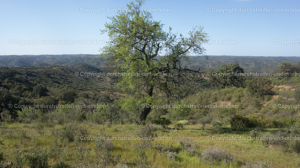 Hinterland Algarve bei Furzinhas Algarve | Die Ribeira da Foupana ist ein malerischer Fluss im Hinterland der Algarve (Serra do Caldeirão), der sich ideal für Naturliebhaber und Wanderer eignet. Sie ist bekannt für ihre unberührte Landschaft, die den Fernwanderweg Via Algarviana kreuzt und durch ländliche Traditionen wie alte Kupferminen, Windmühlen und Wasserschöpfräder geprägt ist. Der Fluss verläuft durch eine hügelige Landschaft nahe Alcoutim. Die Region ist im Vergleich zur Küste ruhig und bietet eine reiche Flora und Fauna, oft besucht auf geführten Touren durch die Algarve-Berge. - Realisiert mit Pictrs.com