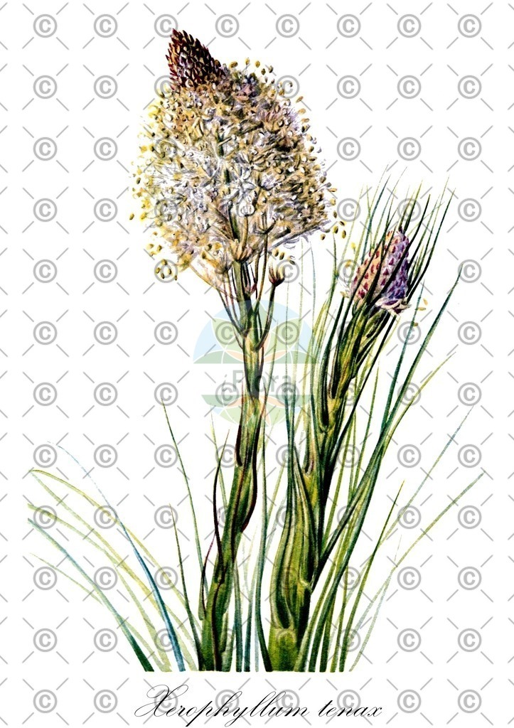 HistAbb_wfo-0000428867_2_ENZY_Simple | Historische Abbildung von Xerophyllum tenax - Melanthiaceae | Historical Illustration of Xerophyllum tenax - Melanthiaceae (bear-grass;elk-grass;indian-basket-grass)