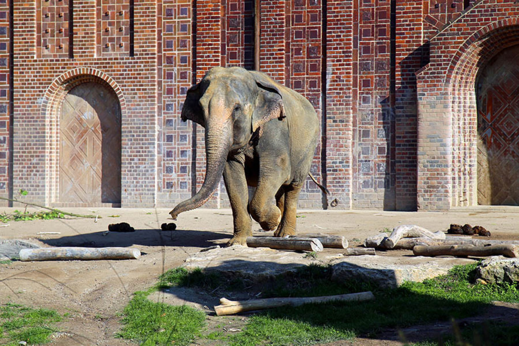 Elefantentempel Ganesha Mandir im Zoo | Entdecke über 20 Kategorien Leipzig-Motive: Foto-Downloads, hochwertige Poster, Leinwand- & Fine-Art-Prints. Jetzt Lieblingsfoto im Bildlexikon Leipzig Shop bestellen!
